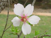 Prunus dulcis